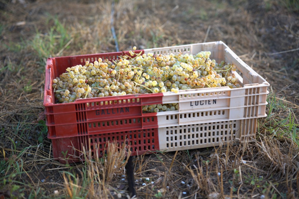 Caisse remplie de raisin, photo des vendanges 2025 en Vaucluse