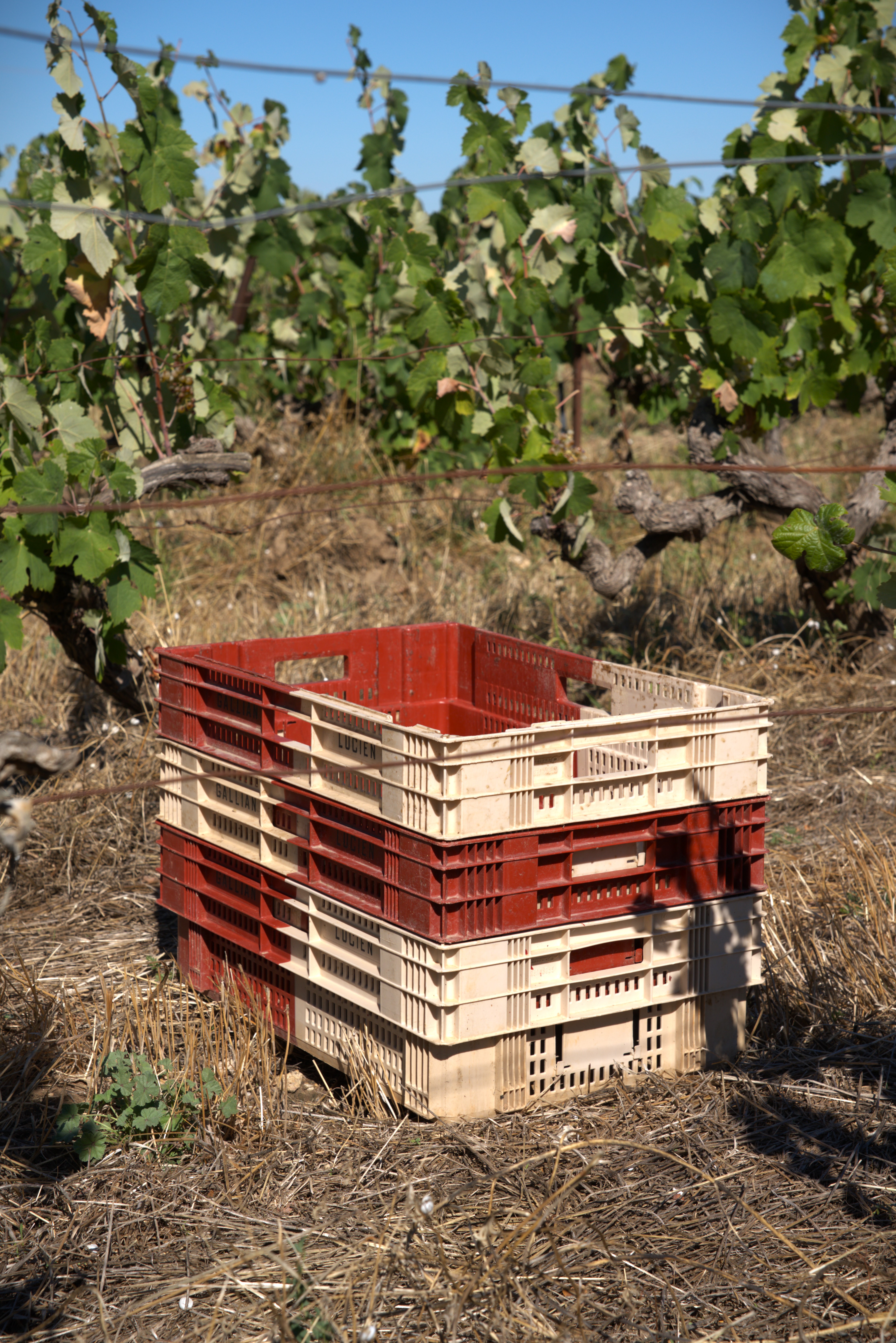 Caisses dans les vignes, capturés lors des vendanges 2025 du domaine Felys